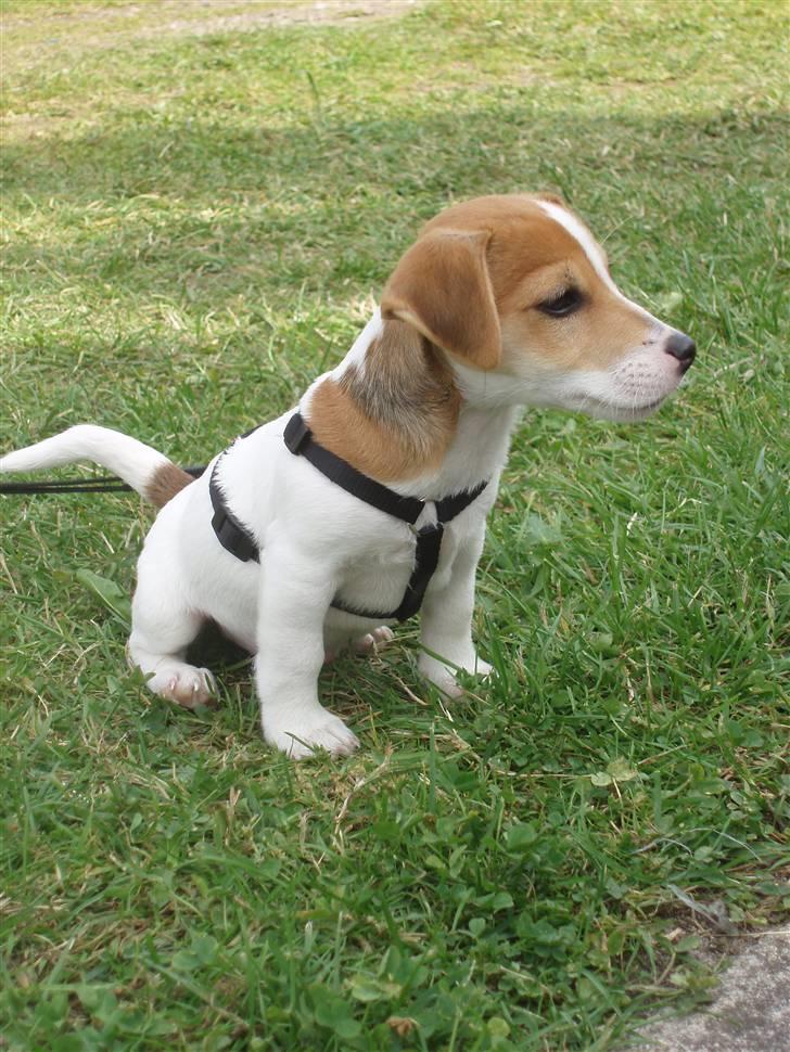 Jack russell terrier Diesel - 23. juli 2007 billede 13