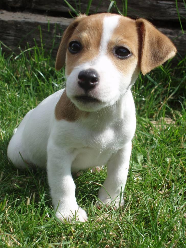 Jack russell terrier Diesel - 10. juli 2007 billede 14