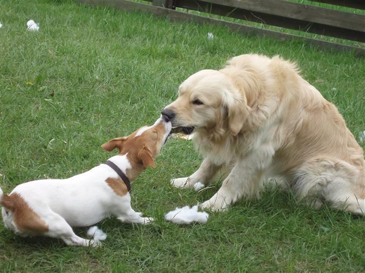 Jack russell terrier Diesel - 2008 billede 15