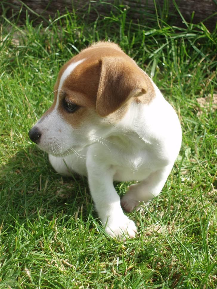 Jack russell terrier Diesel - 10. juli 2007 billede 16