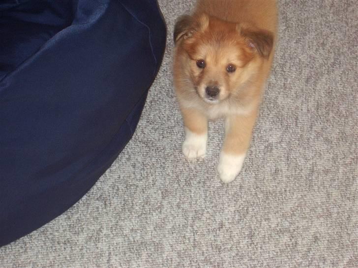 Islandsk fårehund Libell billede 3