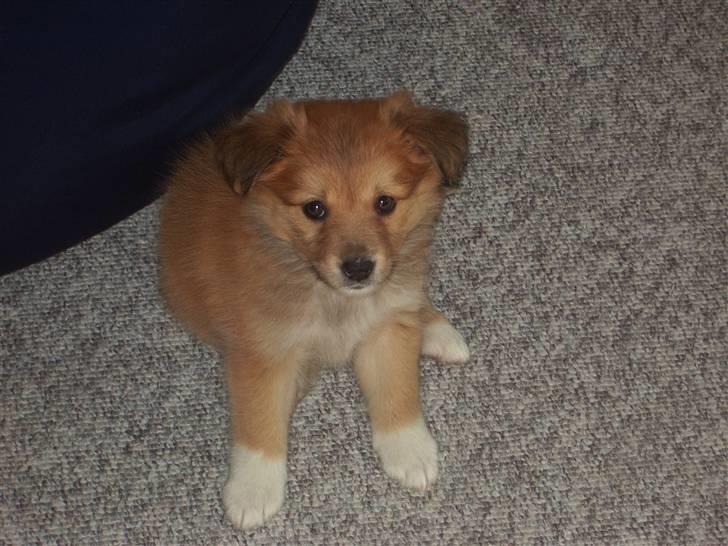 Islandsk fårehund Libell billede 4