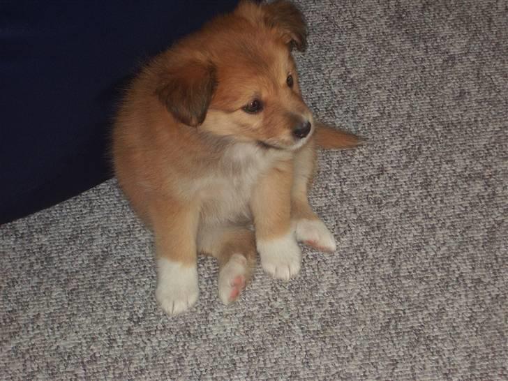 Islandsk fårehund Libell billede 5