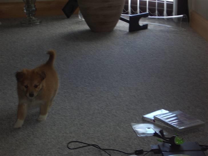 Islandsk fårehund Libell - Her kommer jeg :) billede 6