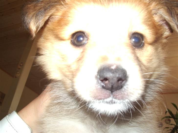 Islandsk fårehund Libell billede 7