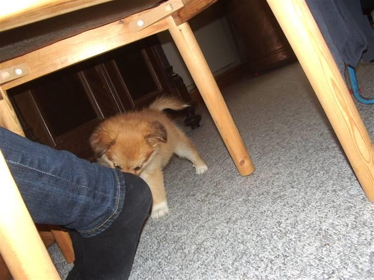 Islandsk fårehund Libell billede 8