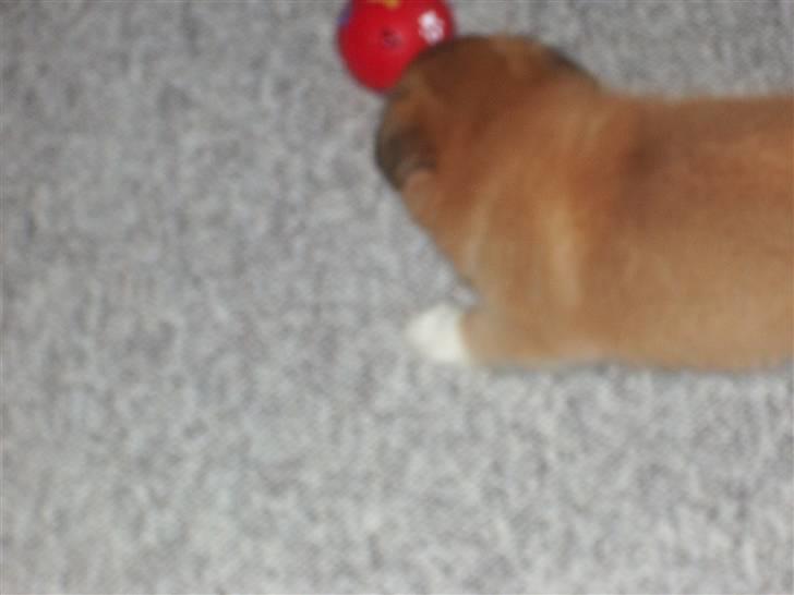 Islandsk fårehund Libell billede 9