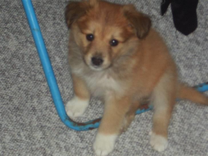 Islandsk fårehund Libell billede 10