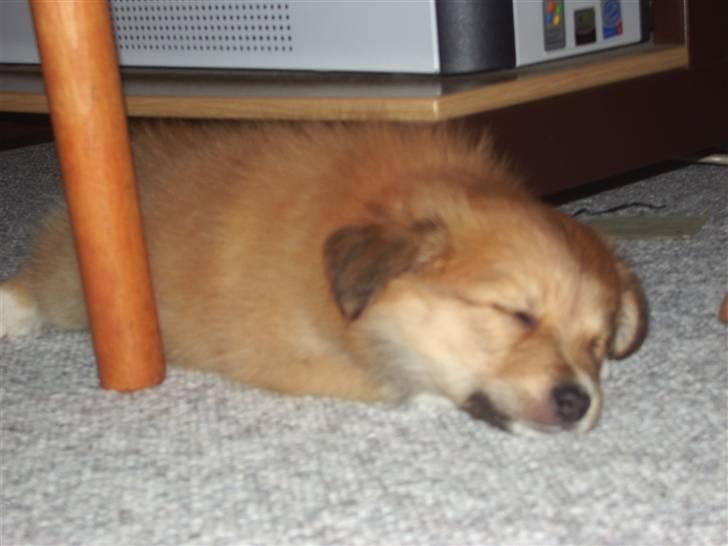 Islandsk fårehund Libell billede 11