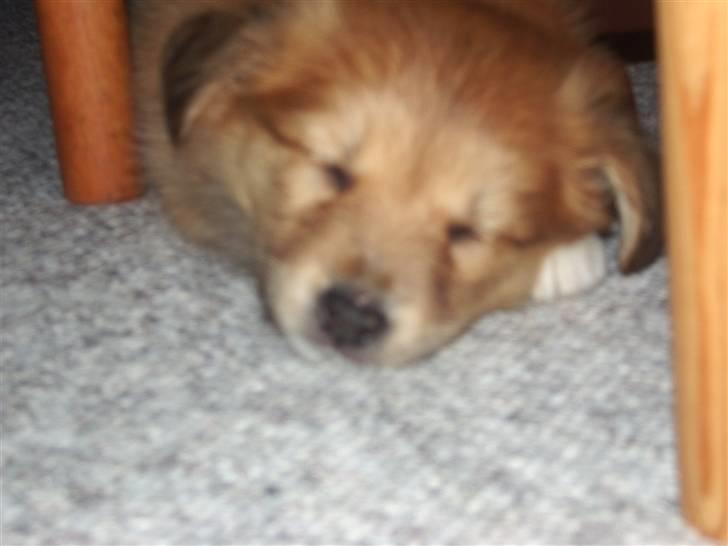 Islandsk fårehund Libell billede 12