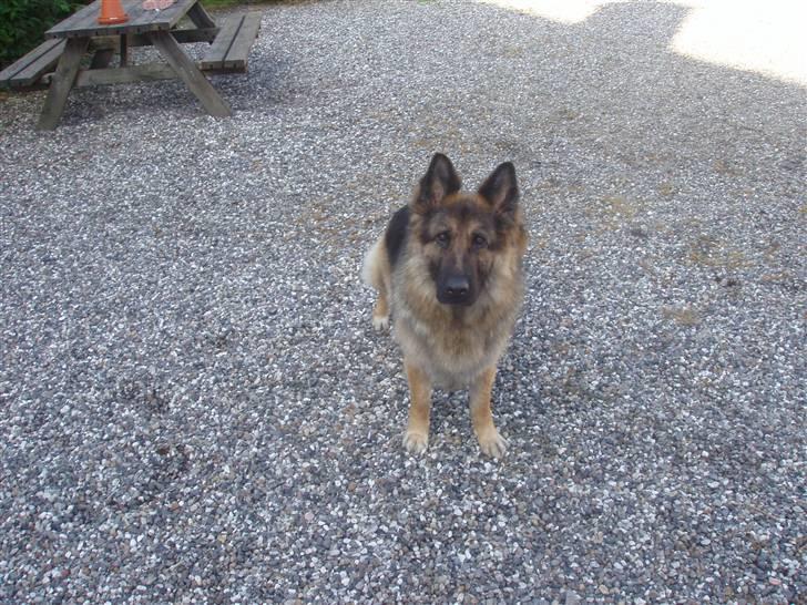 Schæferhund Egåens Sally billede 1