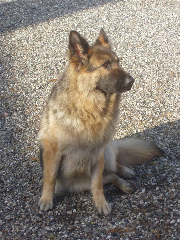 Schæferhund Egåens Sally billede 2