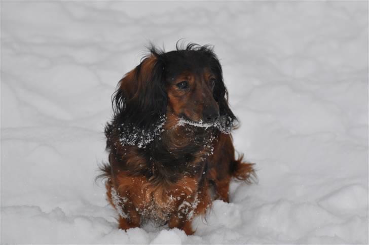 Dværggravhund freja R.I.P 12/2 2011 - NYT! Freja i sneen, 18 december 2010 billede 1