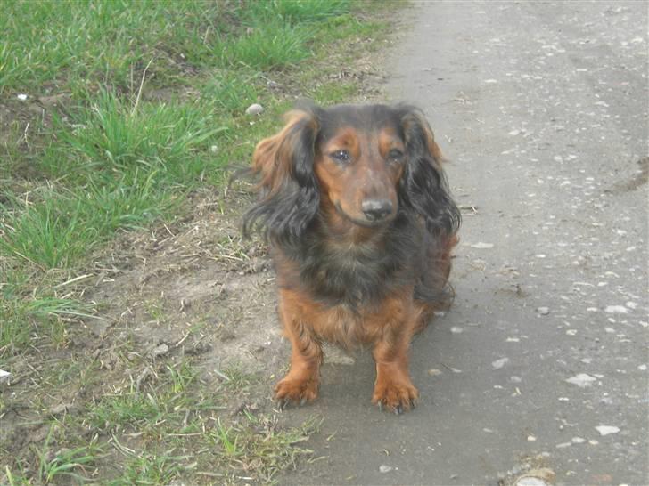 Dværggravhund freja R.I.P 12/2 2011 billede 2