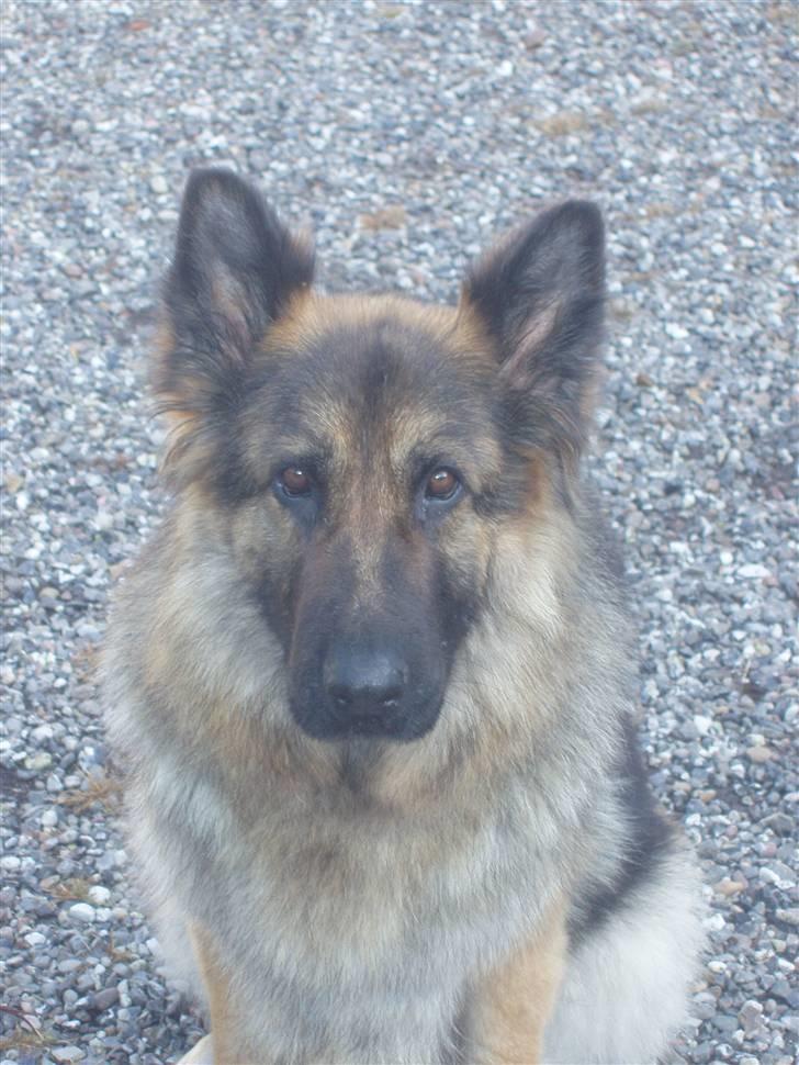 Schæferhund Egåens Sally billede 3