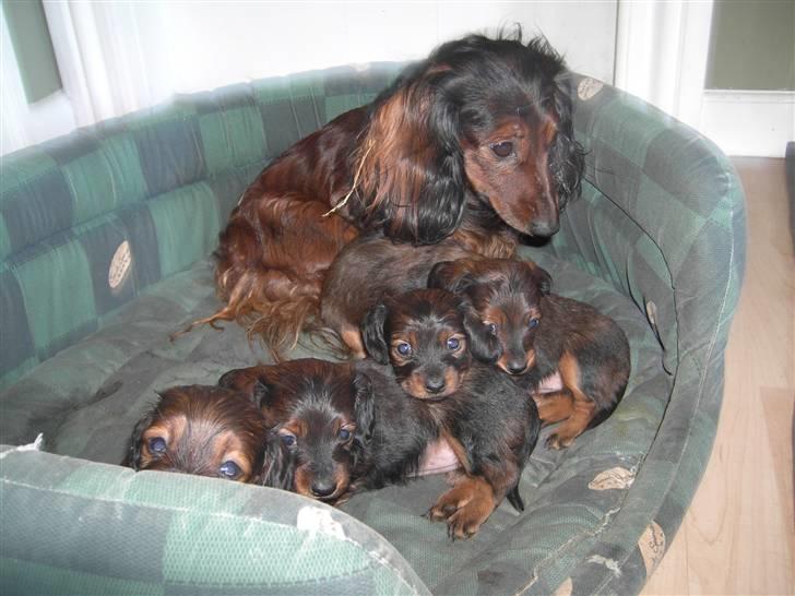 Dværggravhund freja R.I.P 12/2 2011 billede 3