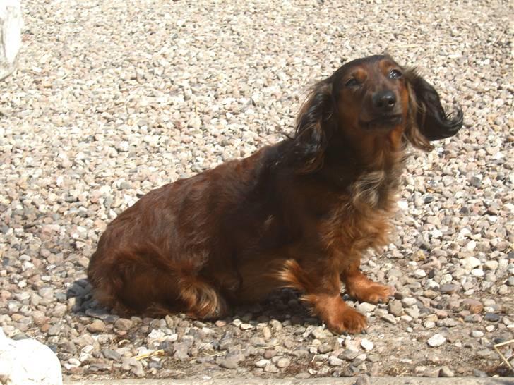 Dværggravhund freja R.I.P 12/2 2011 billede 4