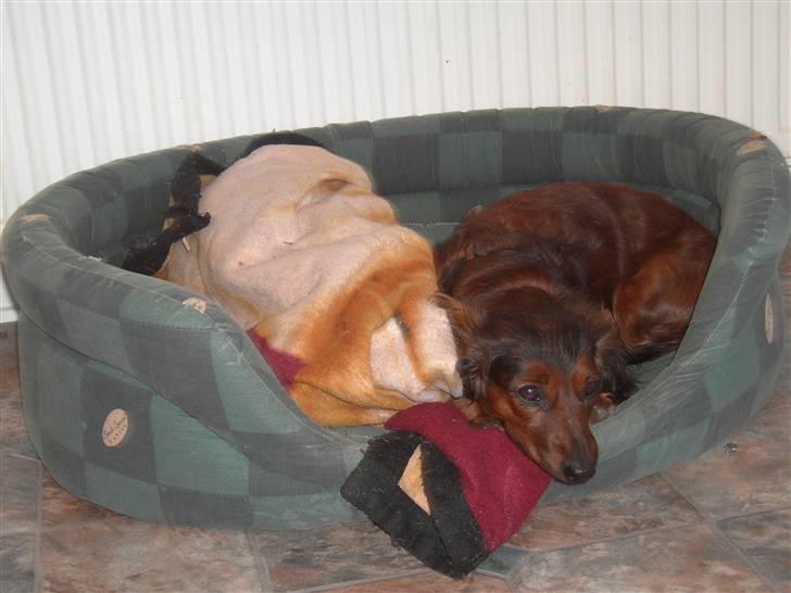 Dværggravhund freja R.I.P 12/2 2011 billede 5