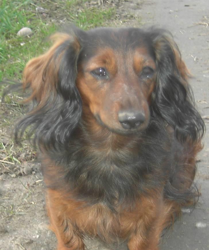 Dværggravhund freja R.I.P 12/2 2011 billede 6