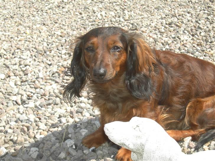 Dværggravhund freja R.I.P 12/2 2011 billede 7