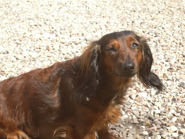 Dværggravhund freja R.I.P 12/2 2011 billede 8