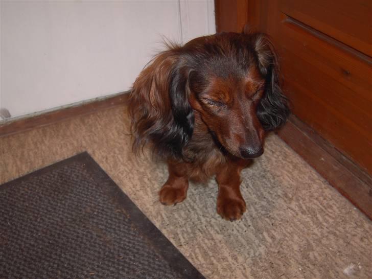 Dværggravhund freja R.I.P 12/2 2011 billede 9