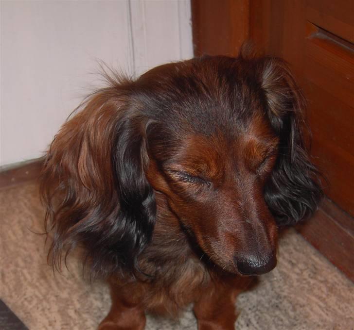 Dværggravhund freja R.I.P 12/2 2011 billede 10