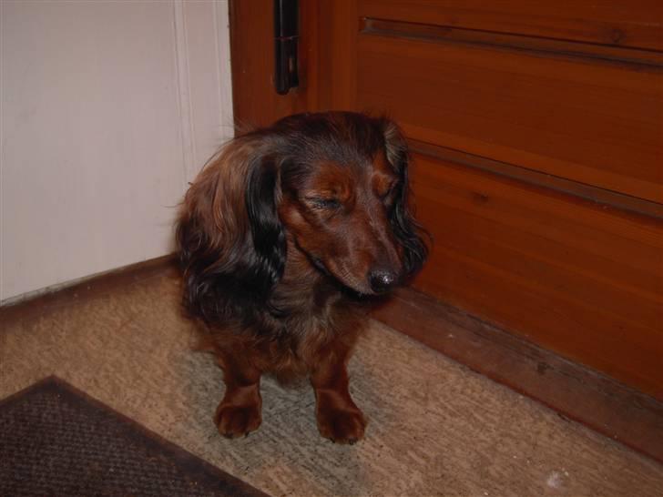 Dværggravhund freja R.I.P 12/2 2011 billede 11