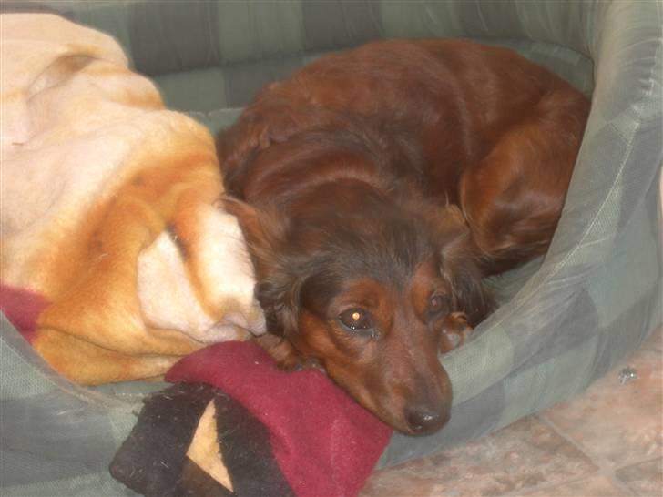 Dværggravhund freja R.I.P 12/2 2011 billede 12