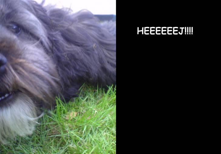 Blanding af racer LhasaPoo -  Frk. Poco billede 6