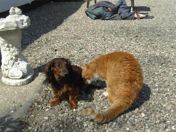 Dværggravhund freja R.I.P 12/2 2011 billede 13