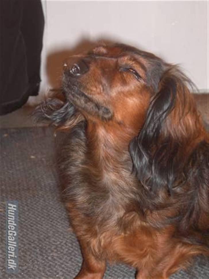 Dværggravhund freja R.I.P 12/2 2011 billede 14