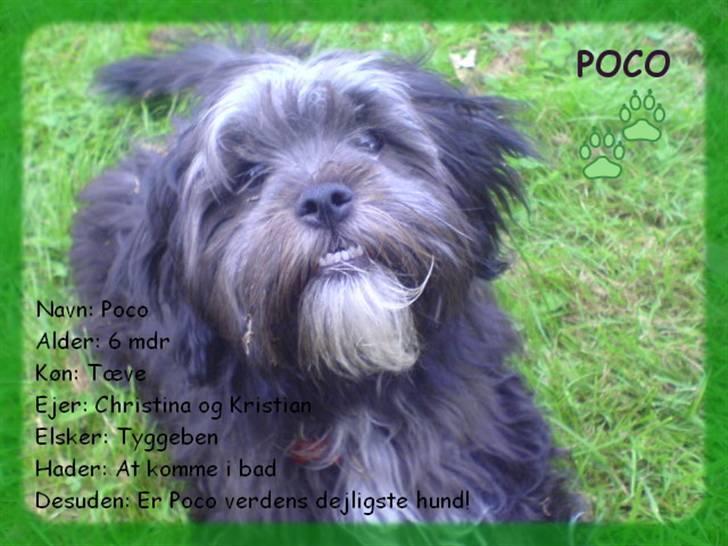 Blanding af racer LhasaPoo -  Frk. Poco billede 7