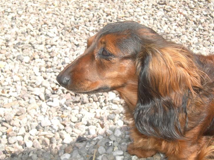 Dværggravhund freja R.I.P 12/2 2011 billede 15