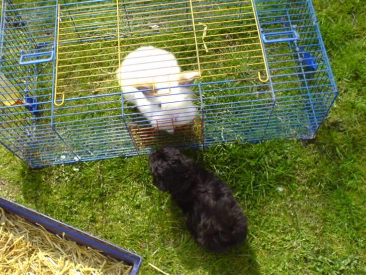 Blanding af racer LhasaPoo -  Frk. Poco billede 8