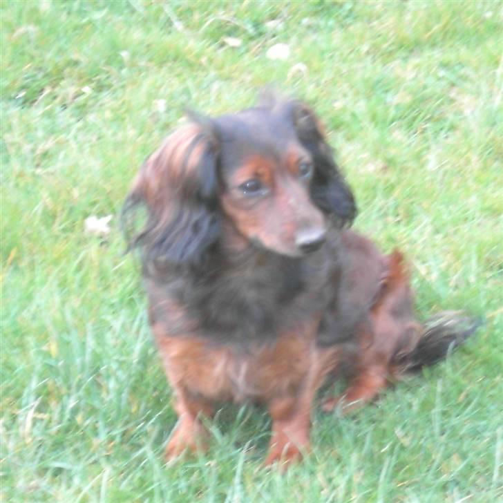 Dværggravhund freja R.I.P 12/2 2011 billede 16