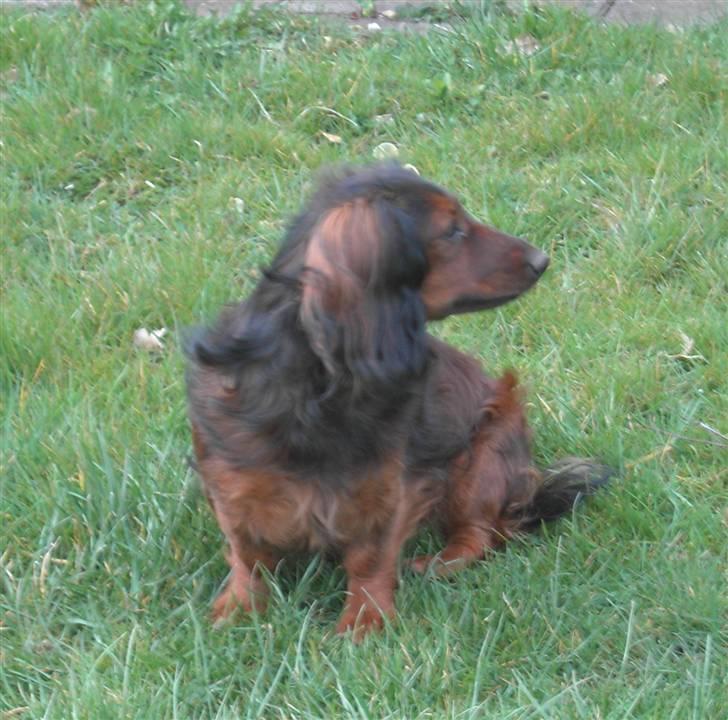 Dværggravhund freja R.I.P 12/2 2011 billede 17