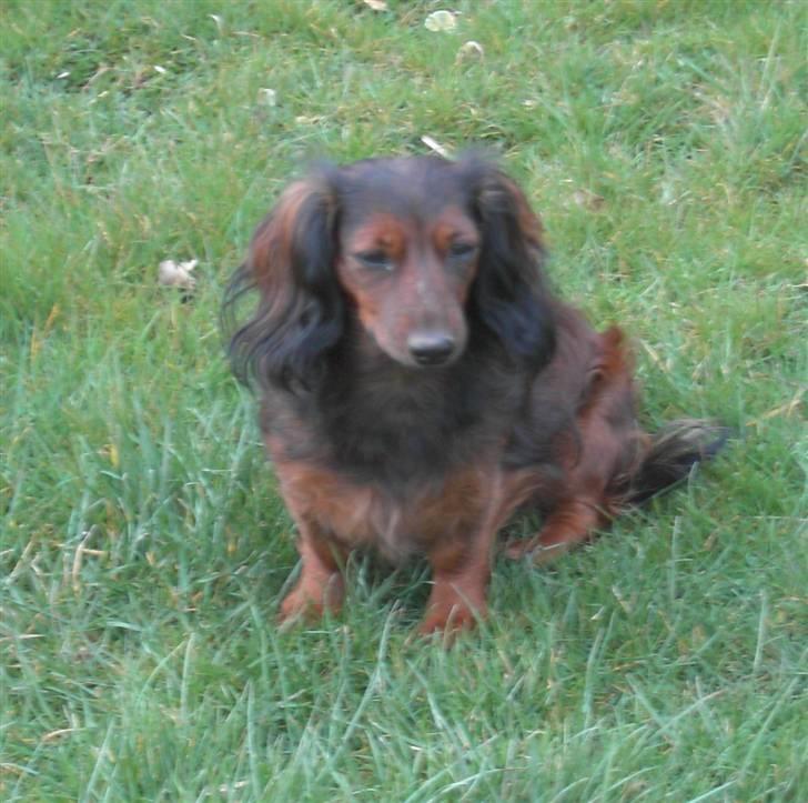 Dværggravhund freja R.I.P 12/2 2011 billede 18