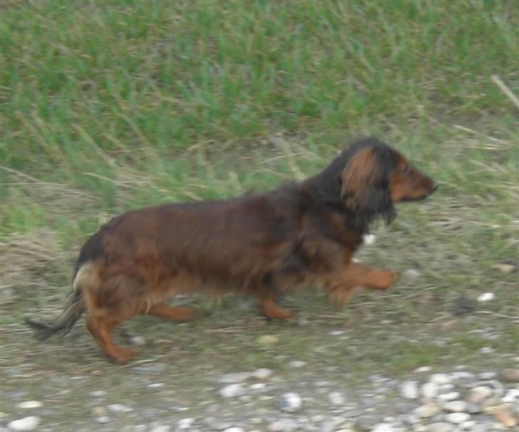 Dværggravhund freja R.I.P 12/2 2011 billede 19