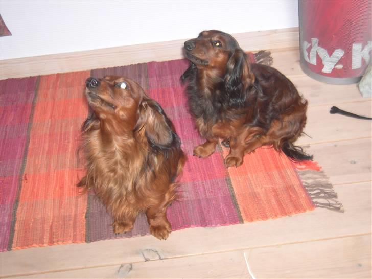 Dværggravhund freja R.I.P 12/2 2011 billede 20