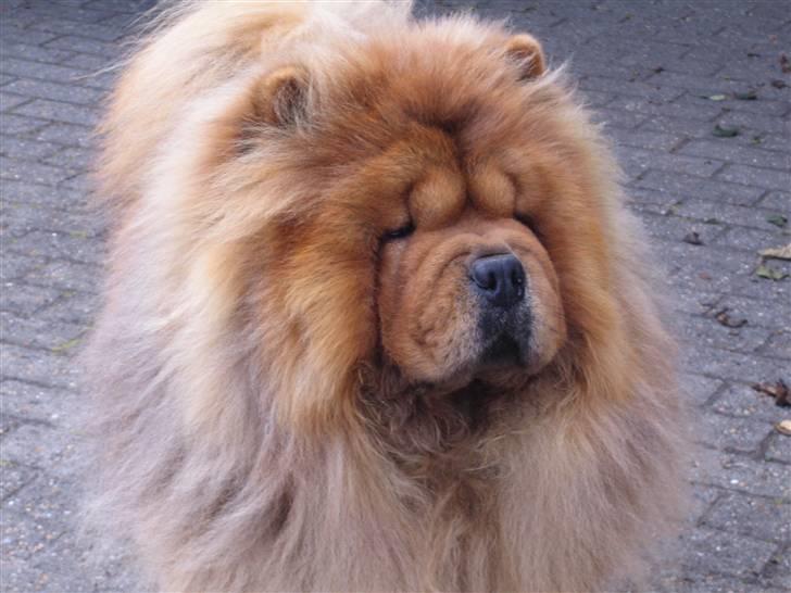 Chow chow Malekit's Basil - Hov... Hvad er det der over :) billede 18