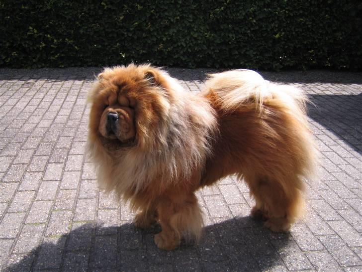 Chow chow Malekit's Basil - Basil 2 ½ år :) billede 19