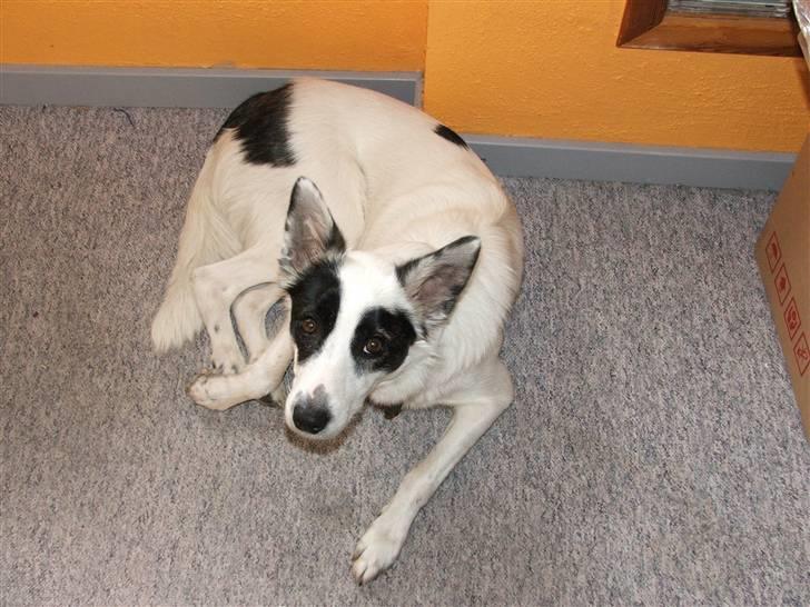 Border collie Sally - Min elskede lille Salle´Mus <3 billede 1