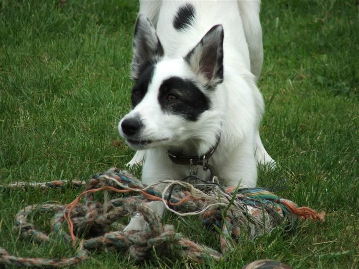 Border collie Sally - Årh ja det sjovt :D billede 2