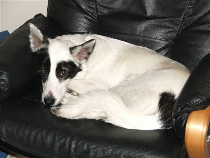 Border collie Sally - Sally der liggeri sin stol og hygger.. :) billede 3