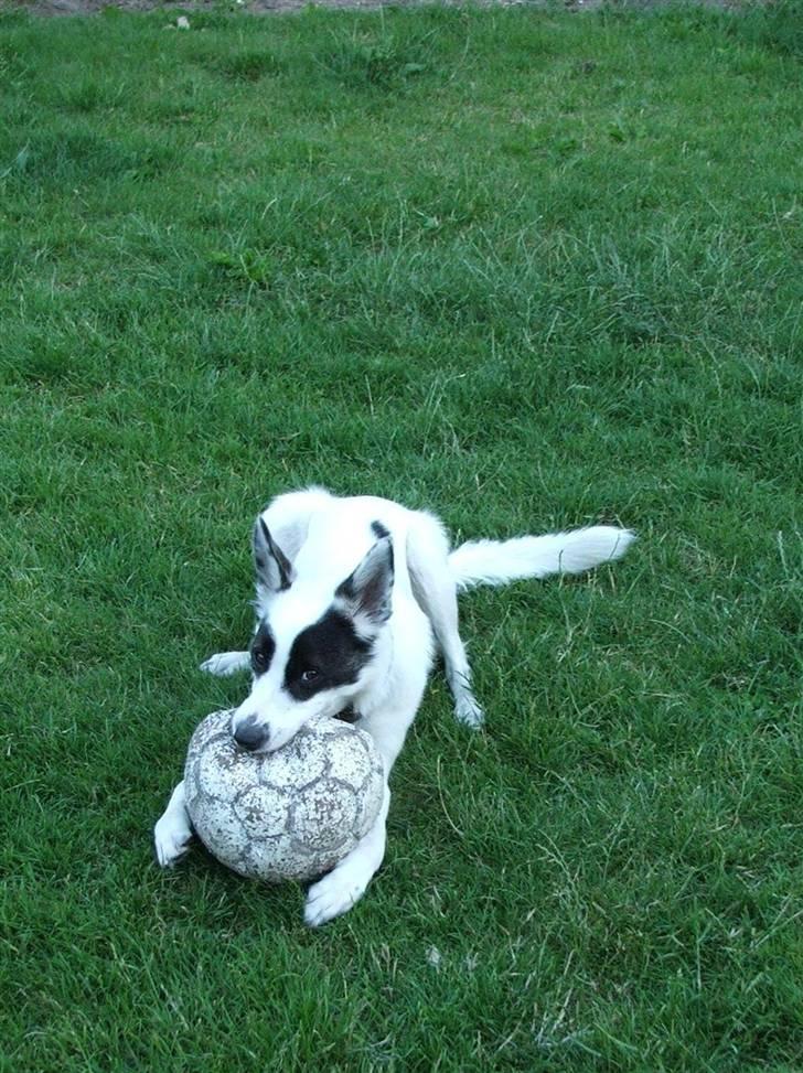 Border collie Sally - Mmmh, jeg spiser bolden ;D billede 5