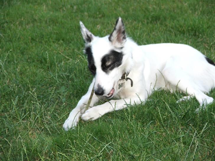 Border collie Sally - Sally spiser en pind i haven .. ;P billede 6
