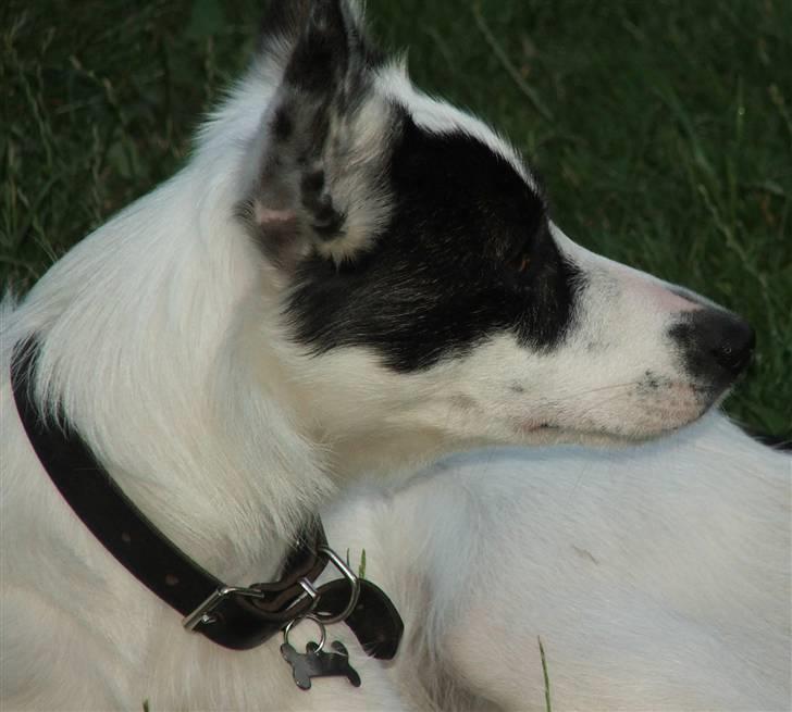 Border collie Sally - Er hun ikke bare skøn ? :) billede 7