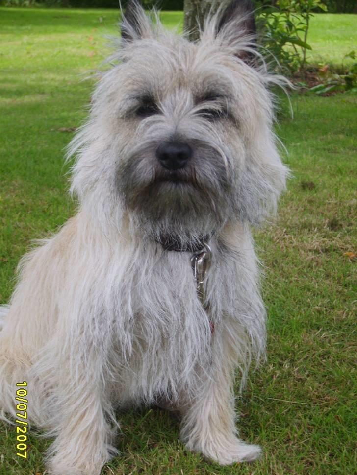 Cairn terrier Lucky - Jeg er flot hva billede 2
