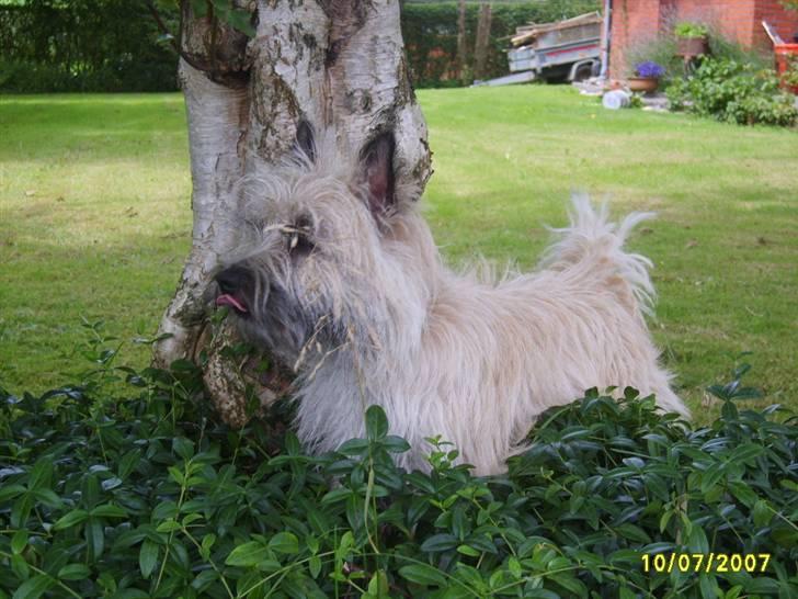 Cairn terrier Lucky - Jeg elsker den lille busk billede 3